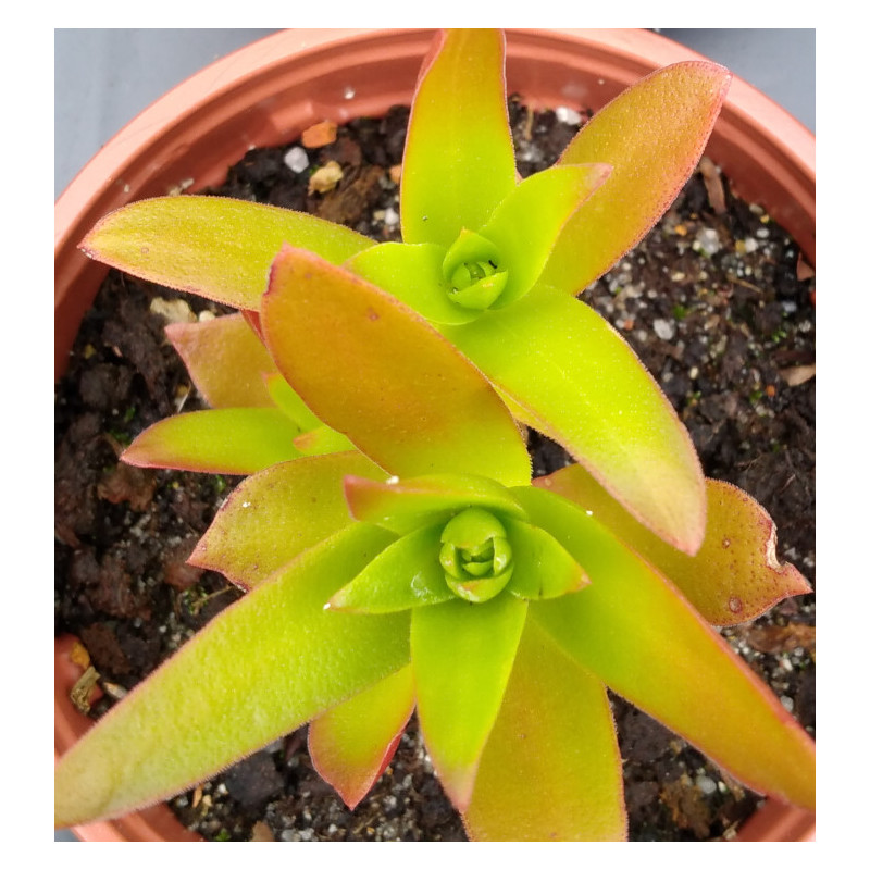 Crassula capitella Campfire Crassula capitella Campfire