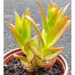 Crassula capitella Campfire