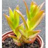 Crassula capitella Campfire