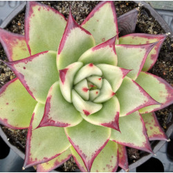 Echeveria agavoides Meikuan