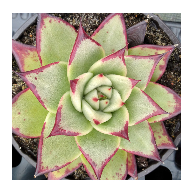 Echeveria agavoides Meikuan Echeveria agavoides Meikuan