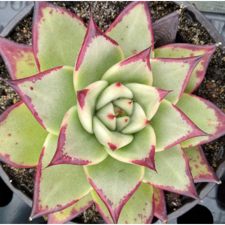 Echeveria agavoides Meikuan