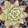 Echeveria agavoides Meikuan