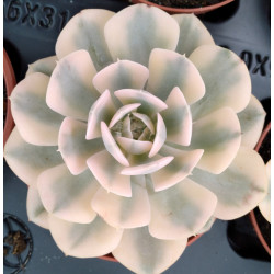 Echeveria runyonii variegata