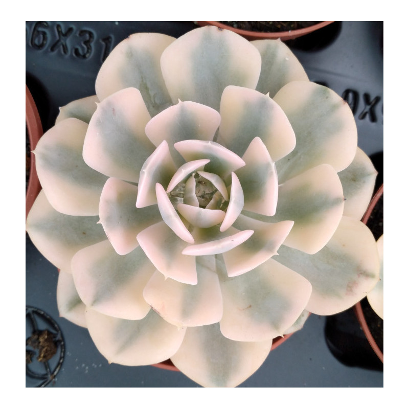 Echeveria runyonii variegata
