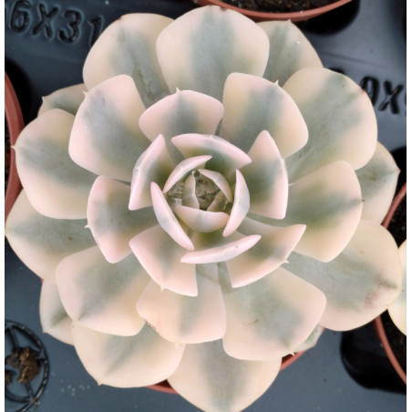 Echeveria runyonii variegata