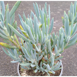 Senecio ficoides