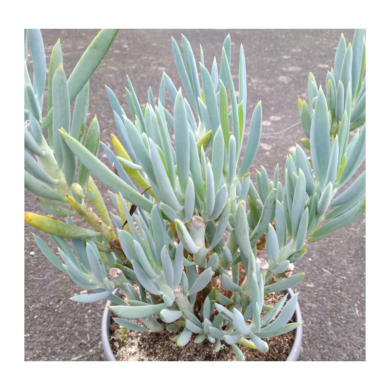 Senecio ficoides Senecio ficoides