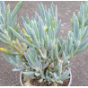 Senecio ficoides
