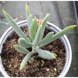 Senecio ficoides