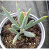 Senecio ficoides