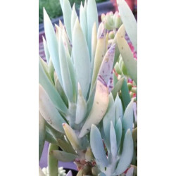 Senecio ficoides