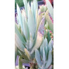 Senecio ficoides