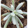 Senecio ficoides