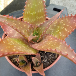 Aloe maculata