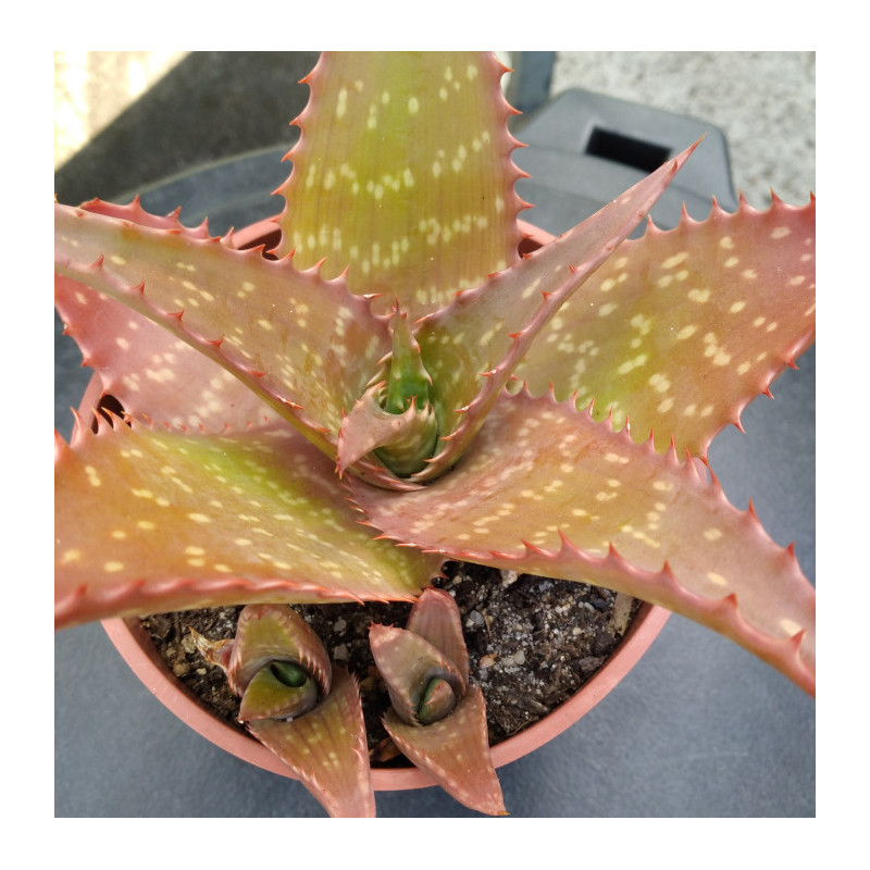 Aloe maculata