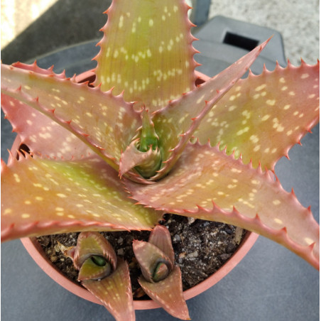 Aloe maculata