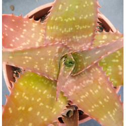 Aloe maculata