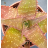 Aloe maculata