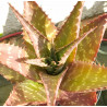 Aloe maculata