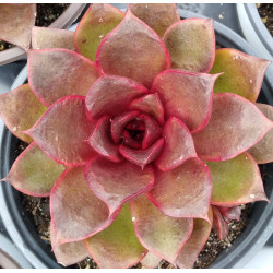 Echeveria Red Rose