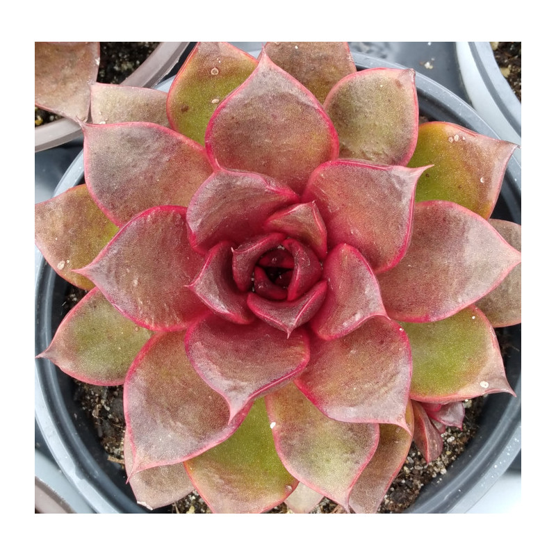 Echeveria Red Rose Echeveria Red Rose