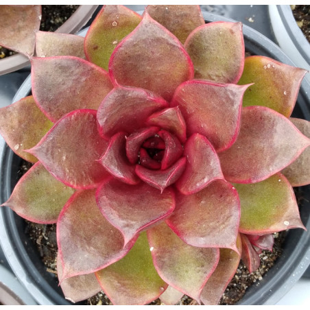 Echeveria Red Rose