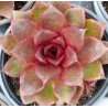 Echeveria Red Rose