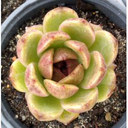 Echeveria Black Rose