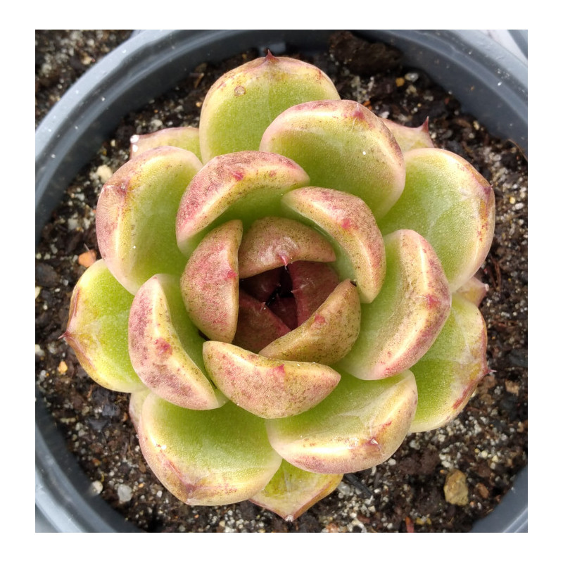 Echeveria Black Rose Echeveria Black Rose
