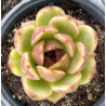 Echeveria Black Rose