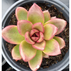 Echeveria Profusion Rose