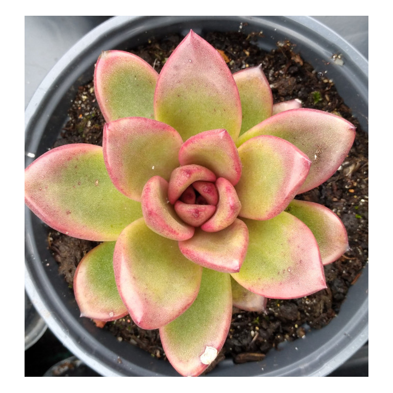 Echeveria Profusion Rose Echeveria Profusion Rose