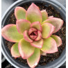 Echeveria Profusion Rose