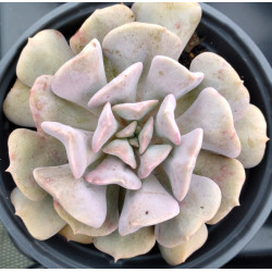Echeveria Exotic
