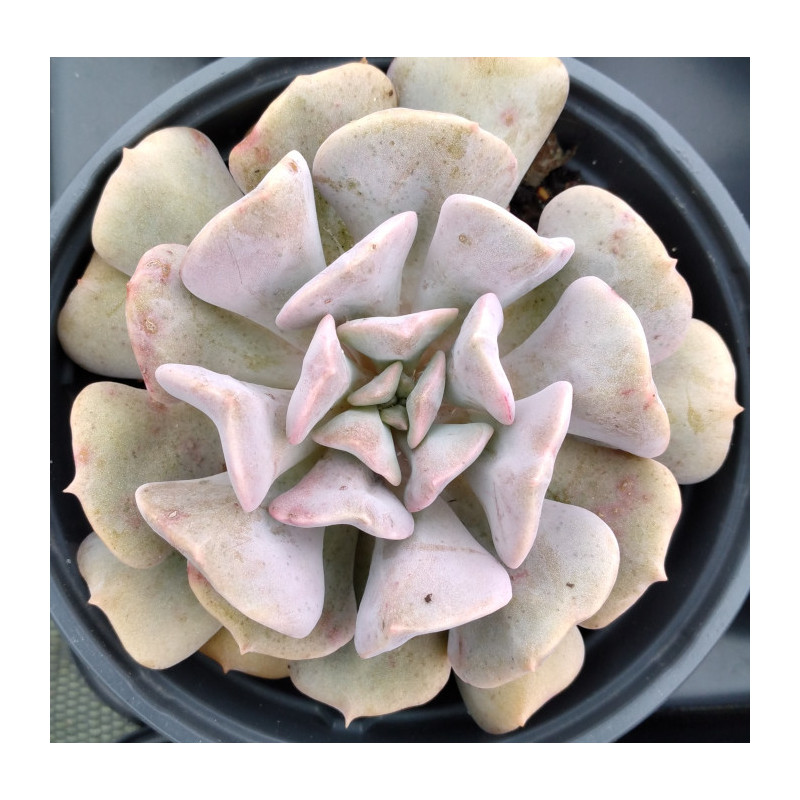 Echeveria Exotic Echeveria Exotic