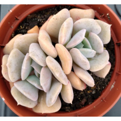 Echeveria Exotic