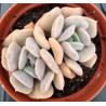 Echeveria Exotic