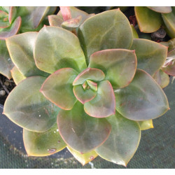Echeveria Chroma