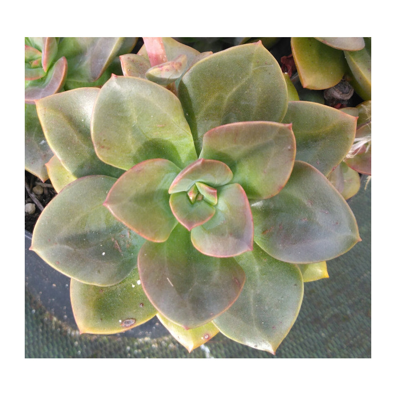 Echeveria Chroma Echeveria Chroma