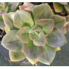 Echeveria Chroma