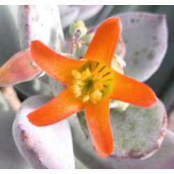 Cotylédon orbiculata var. oblonga