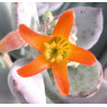 Cotylédon orbiculata var. oblonga