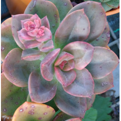Echeveria Chroma