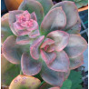 Echeveria Chroma