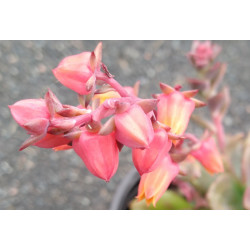 Echeveria Chroma