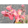 Echeveria Chroma