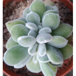 Echeveria pulvinata Frosty cristata