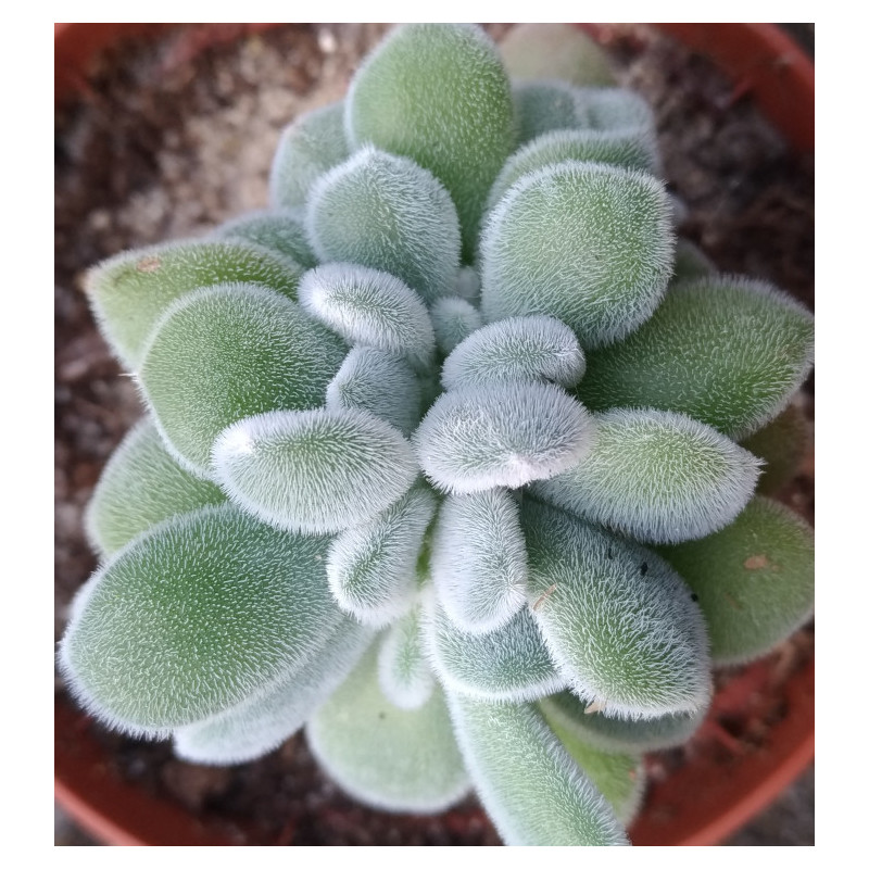 Echeveria pulvinata Frosty cristata Echeveria pulvinata Frosty cristata
