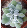 Echeveria pulvinata Frosty cristata